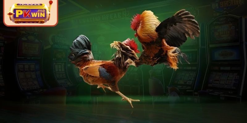 Đôi nét về trận đấu kê 4k hấp dẫn