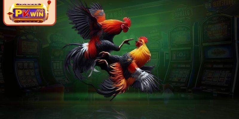 Xem ngay luật đá gà 4k PKWIN cực chi tiết