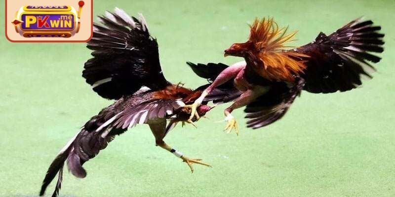 Luật thi đấu trong đá gà cựa sắt PKWIN