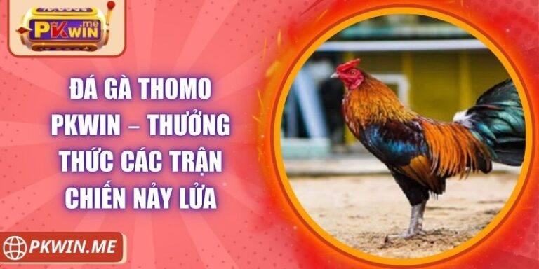 Đá Gà Thomo PKWIN – Thưởng Thức Các Trận Chiến Nảy Lửa 5 Đá Gà Thomo PKWIN – Thưởng Thức Các Trận Chiến Nảy Lửa