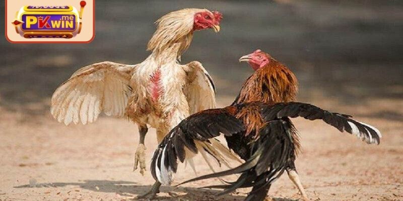 Đấu kê Thomo đỉnh cao cho hội viên