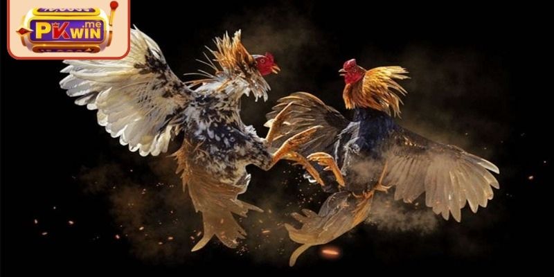 Biết cách chọn đặt cược trận đấu hợp lý