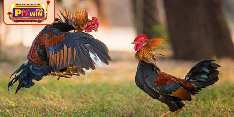 Luật thi đấu và thời gian tổ chức đá gà Thomo PKWIN
