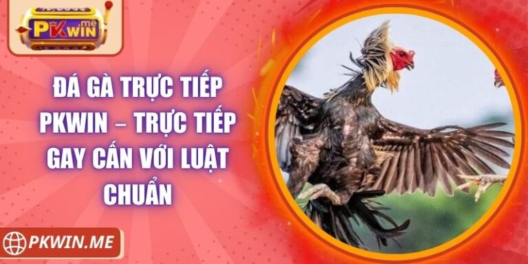 Đá Gà Trực Tiếp PKWIN – Trực Tiếp Gay Cấn Với Luật Chuẩn 6 Đá Gà Trực Tiếp PKWIN – Trực Tiếp Gay Cấn Với Luật Chuẩn