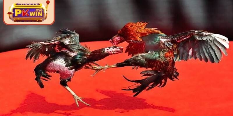 Giới thiệu chung về bộ môn đá gà 