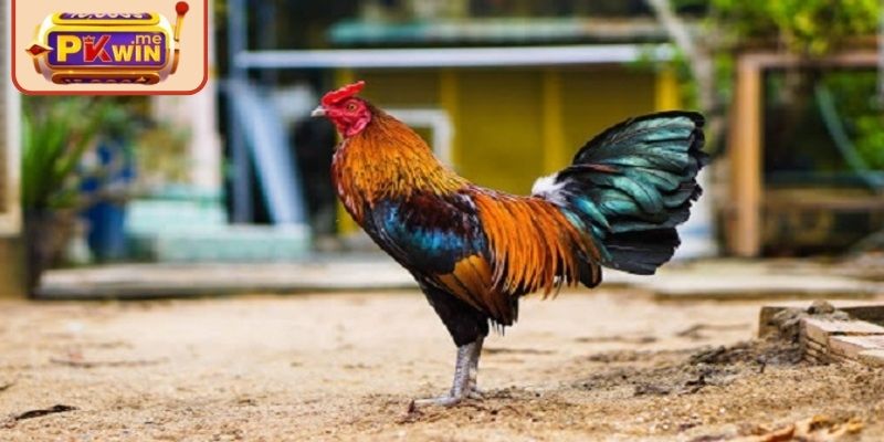 Kê Mỹ tham gia đá gà trực tiếp PKWIN