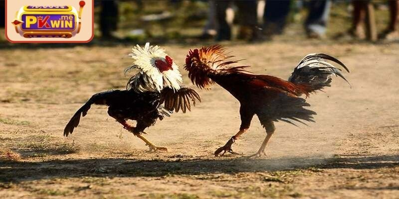 Tìm hiểu chung về đấu kê dùng cựa dao