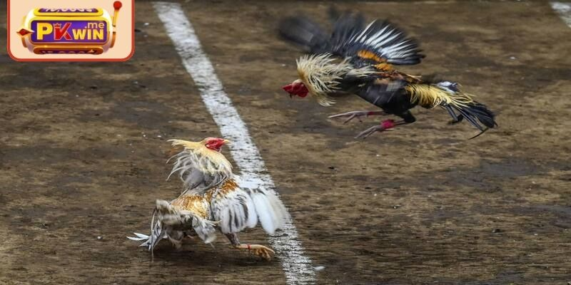 Hãy thông minh trong cách chọn trận đấu